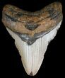 Bargain, Megalodon Tooth - North Carolina #54779-1